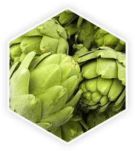 Artichoke Extract in ProstaVive